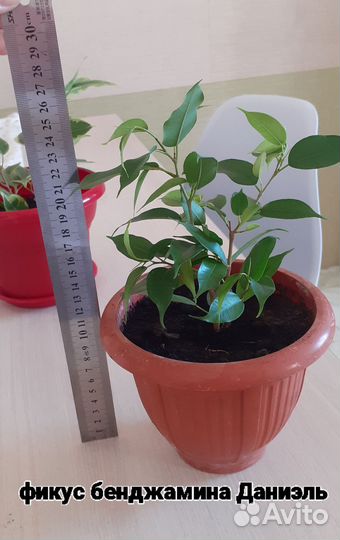Фикусы Бенджамина Кинки,Даниэль