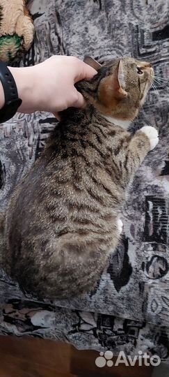Кошки в добрые руки бесплатно