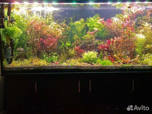 Аквариумные растения, прополка с травника