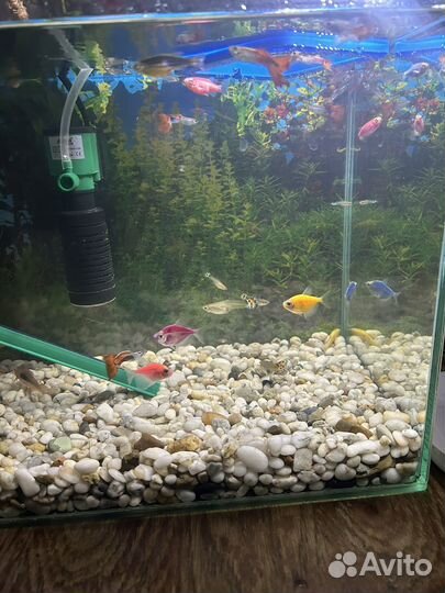 Рыба в аквариум
