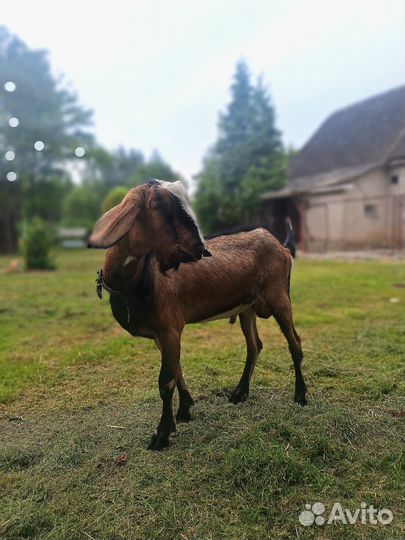 Продаются козы