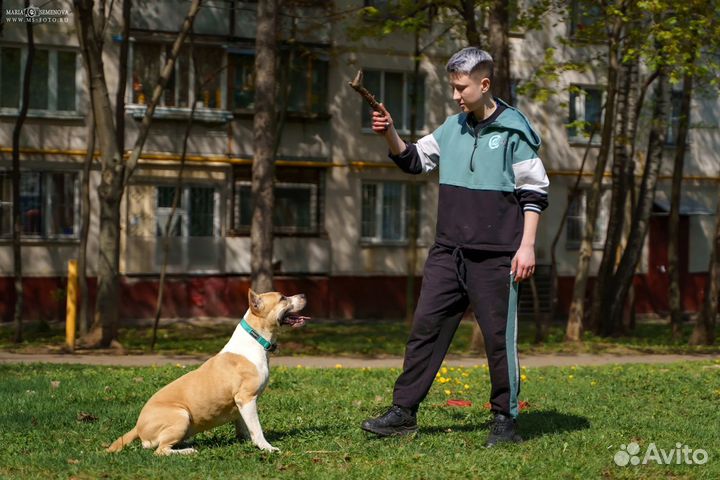 Зоогостиница, передержка для собак