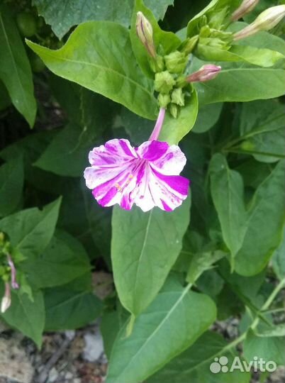 Цветы, семена мирабилис или ночная красавица