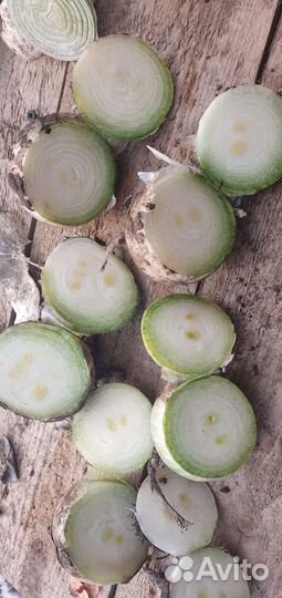 Лук на выгонку пера