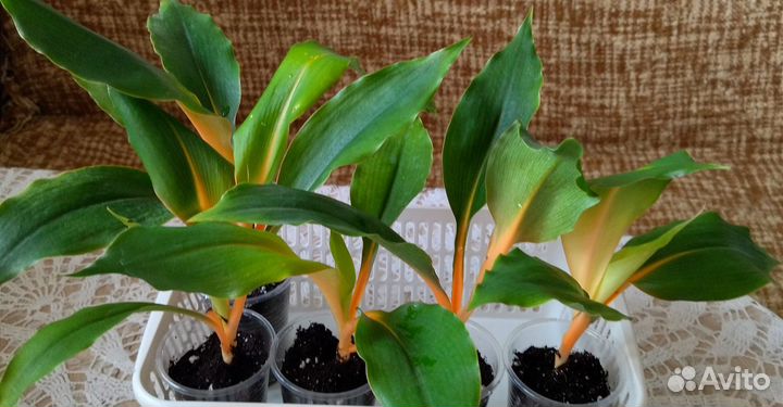 Хлорофитум грин оранж