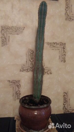 Кактусы разные