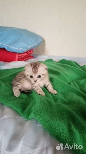 Котята от британки