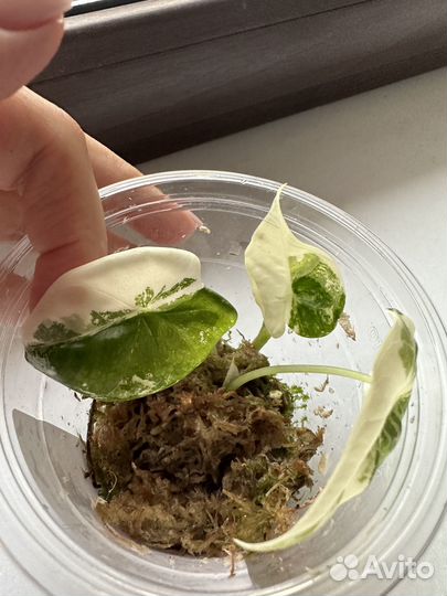 Алоказия фрайдек вар