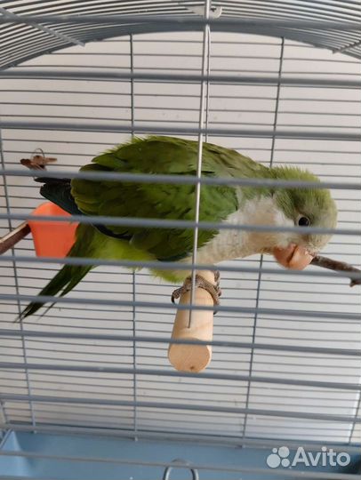 Попугай монах квакер калита