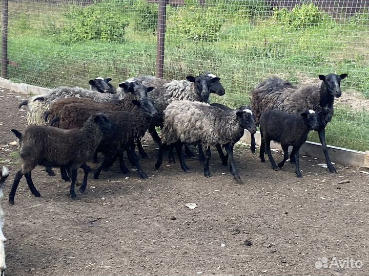 Овцы, ягнята Романовской породы