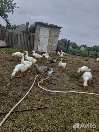 Гусята 3 месячные