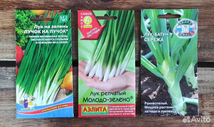 Семена лука