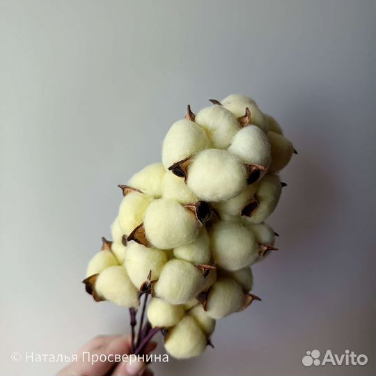 Хлопок сухоцвет