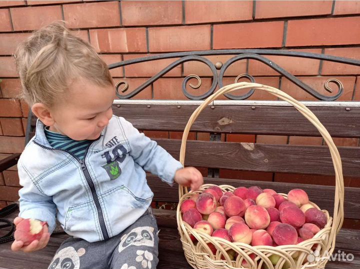 Саженцы персика