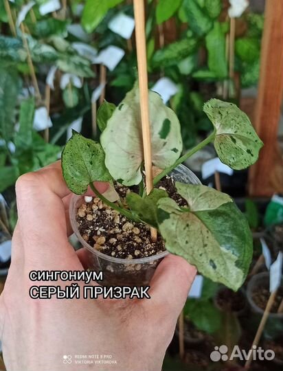 Сингониум Серый призрак