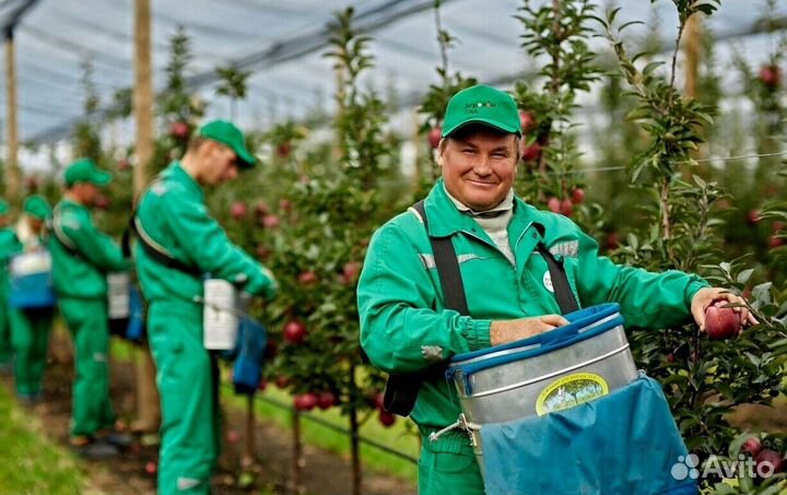 Работа Сборщиком яблок с проживанием