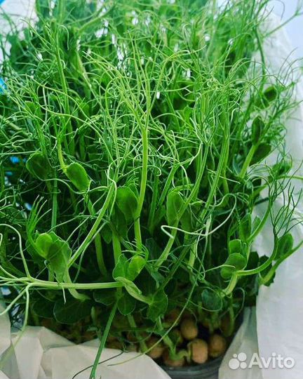 Микрозелень