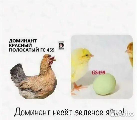 Цыплята доминант и инкубационное яйцо