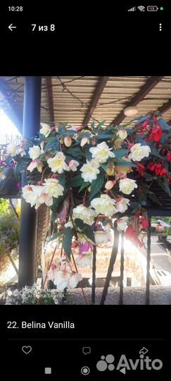 Бегония ампельная