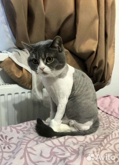 Грумер.Стрижка кошек.Вычес колтунов