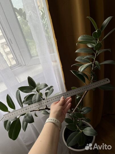 Фикус эластика / робуста