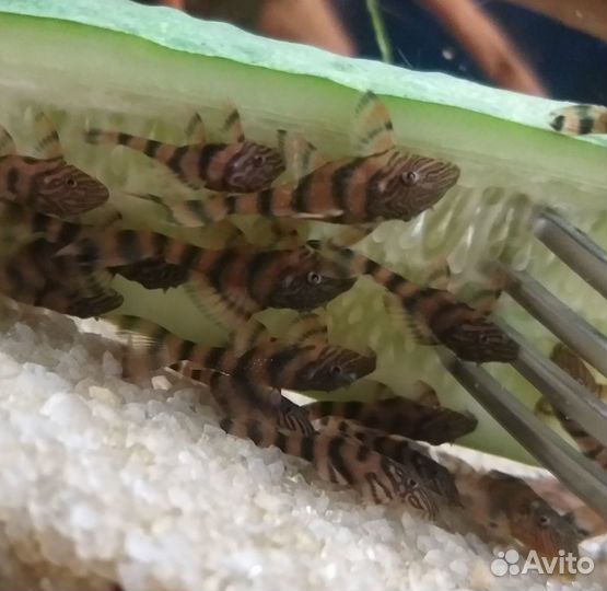 Сом зебра L397, анцитрус супер рэд