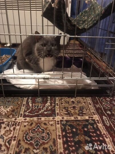 Котик ищет дом