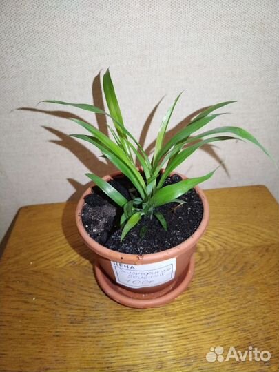 Хлорофитум зеленый