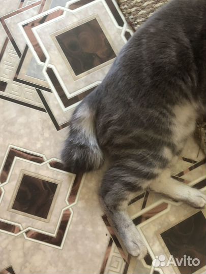 Котенок 7 месяцев девочка