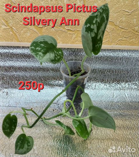 Сингониумы, филодендроны сортовые