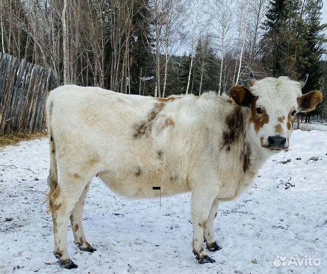 Крс бычки, коровы, тёлки