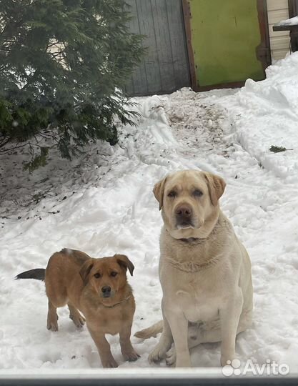 Небольшая Собака в добрые руки