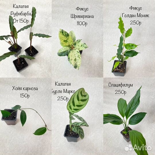 Комнатные растения