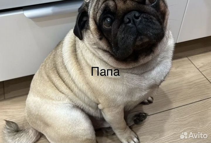 Щенки мопса