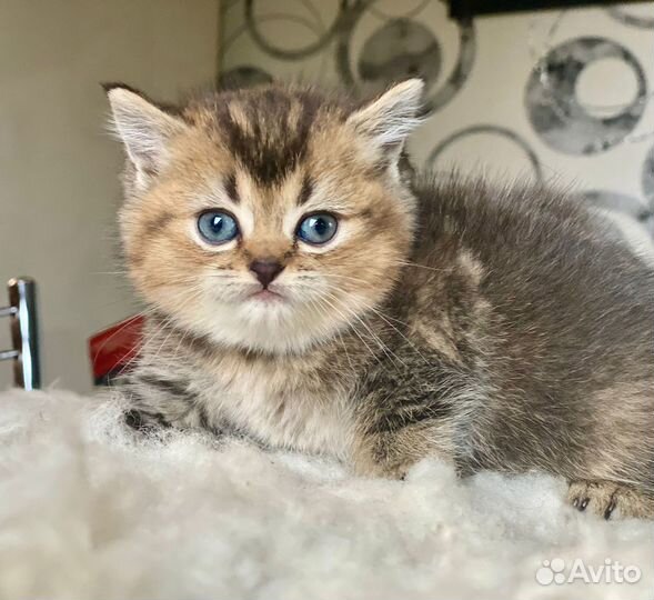 Шотландская пышка