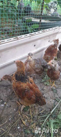 Куры молодки доминант, фавероль, хохлатые, бетамка