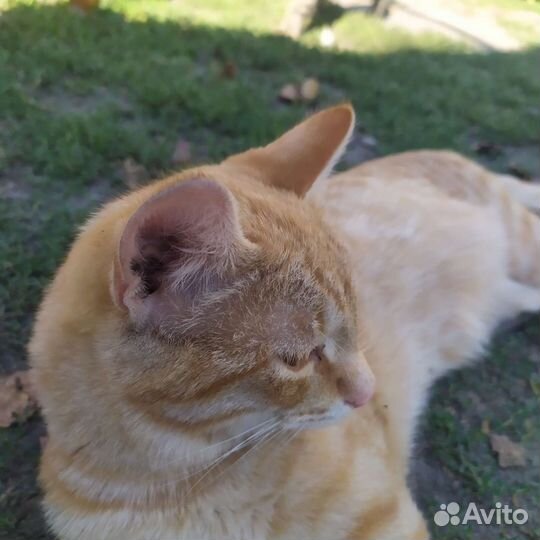 Котенок мальчик бесплатно