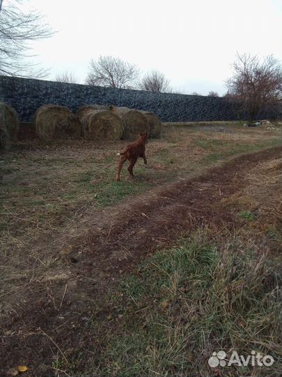 Домашний бычок