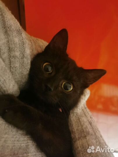 Домашняя передержка животных, зооняня