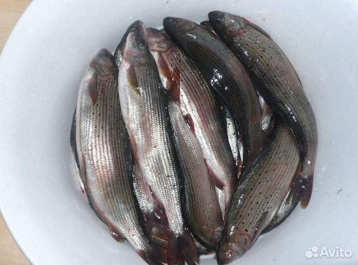 Хариус малосаленый