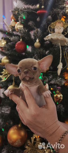 Щенки чихуахуа