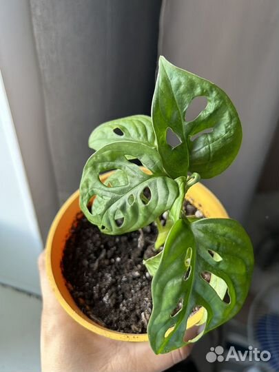 Монстера манки