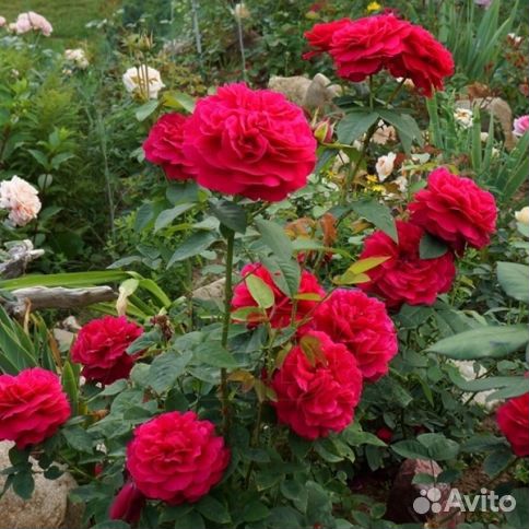 Роза английская Эл Ди Брейтуэйт (L. D. Braithwaite