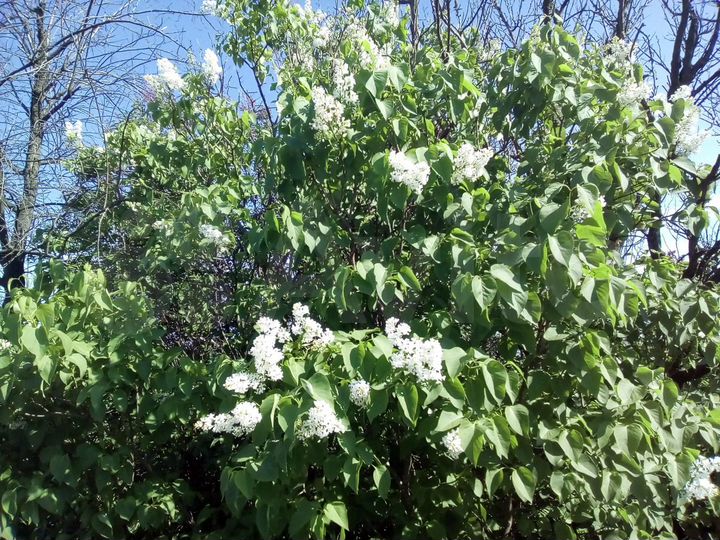 Участок 8,5 сот. (ИЖС)