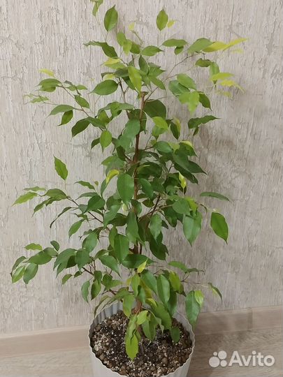 Фикус бенджамина большой