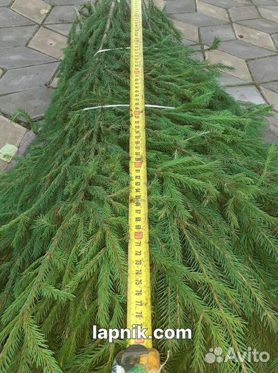 Лапник укрывной