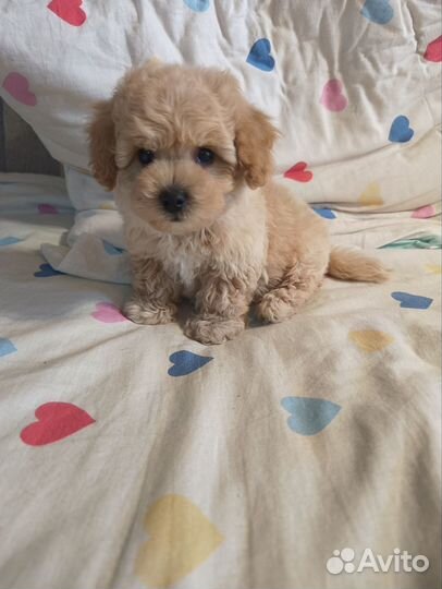 Микро Мальтипу мальчик