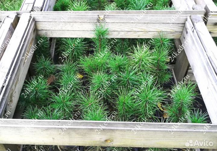 Саженцы кедра