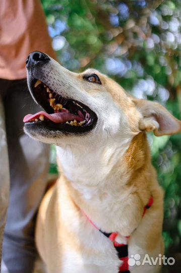 Лис - пёс золотого окраса ждёт свою семью в приюте