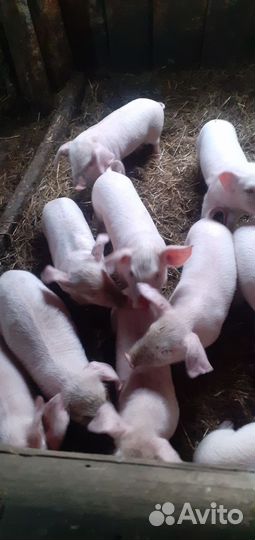 Домашние животные